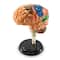 Learning Resources&#xAE; Brain Anatomy Model